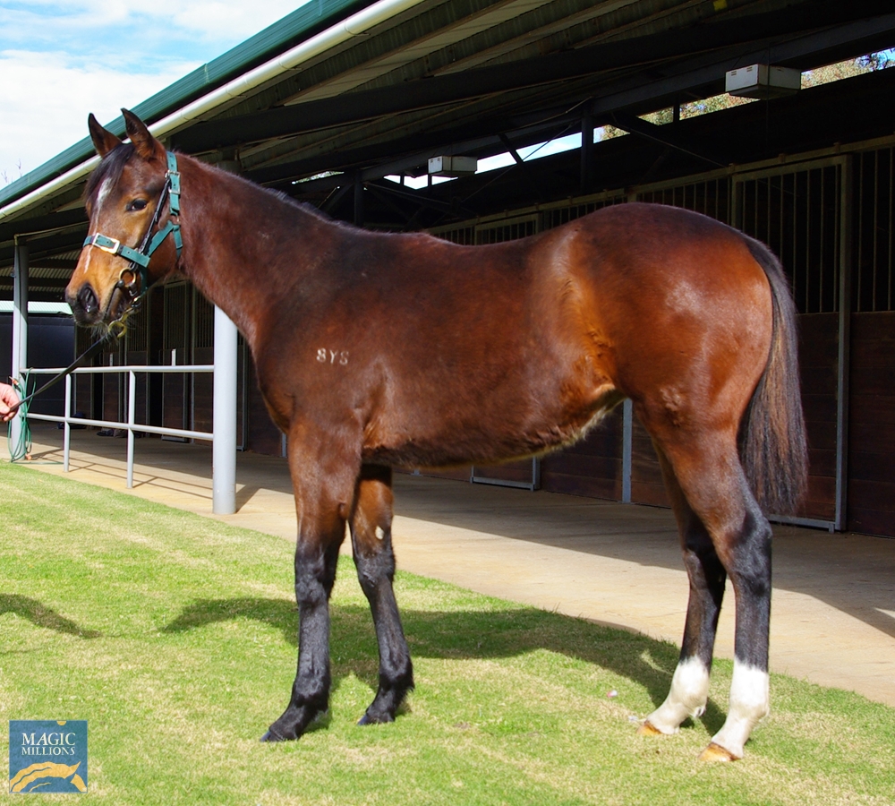 2023 Perth Winter Thoroughbred Sale Magic Millions Online Catalogue